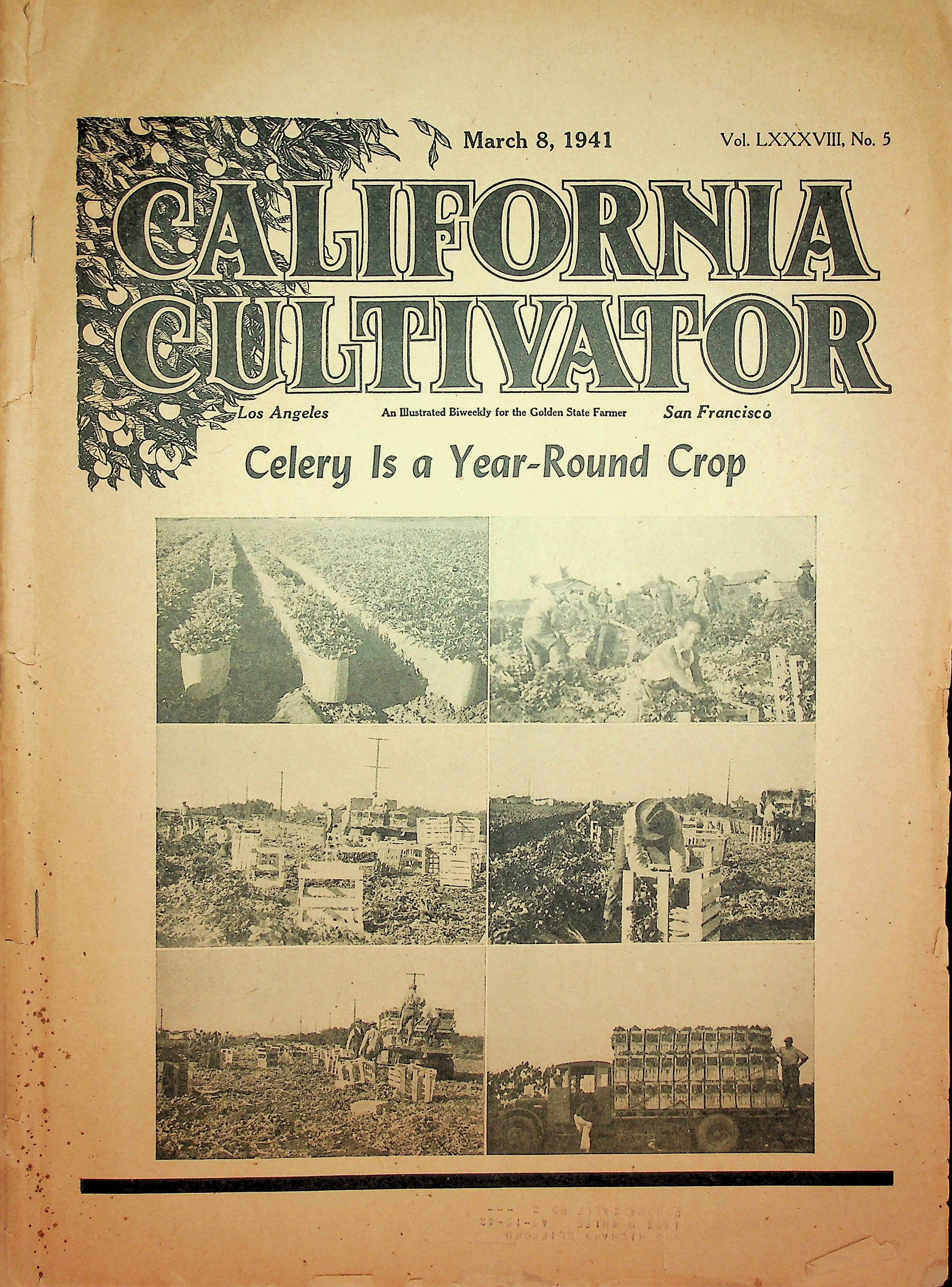 California Cultivator Vol LXXXVIII, No. 5, March 8, 1941 : Celery Is a Year-Round Crop, photograph 1 of 14