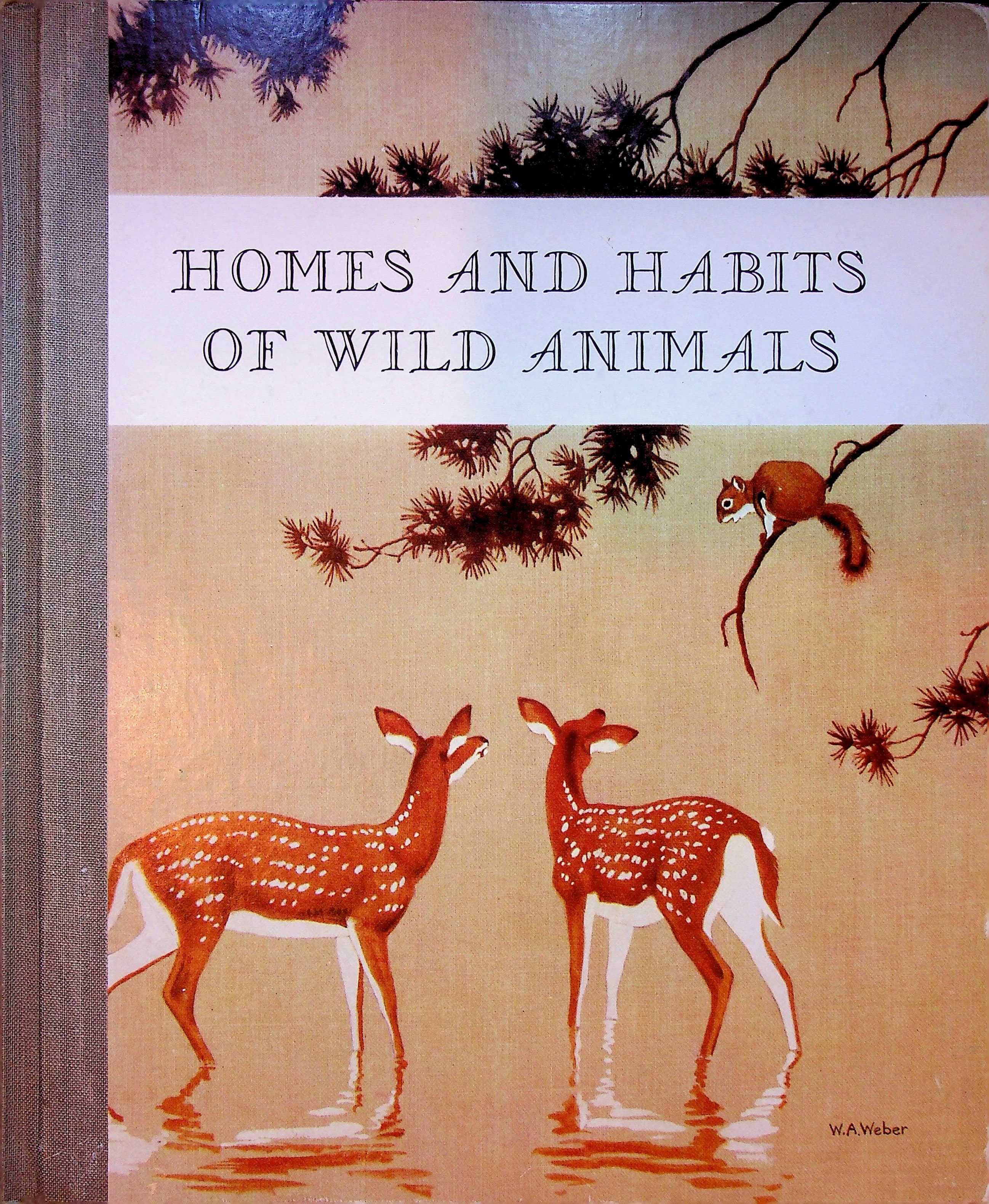 Homes and Habits of Wild Animals, North American Mammals, photograph 1 of 14
