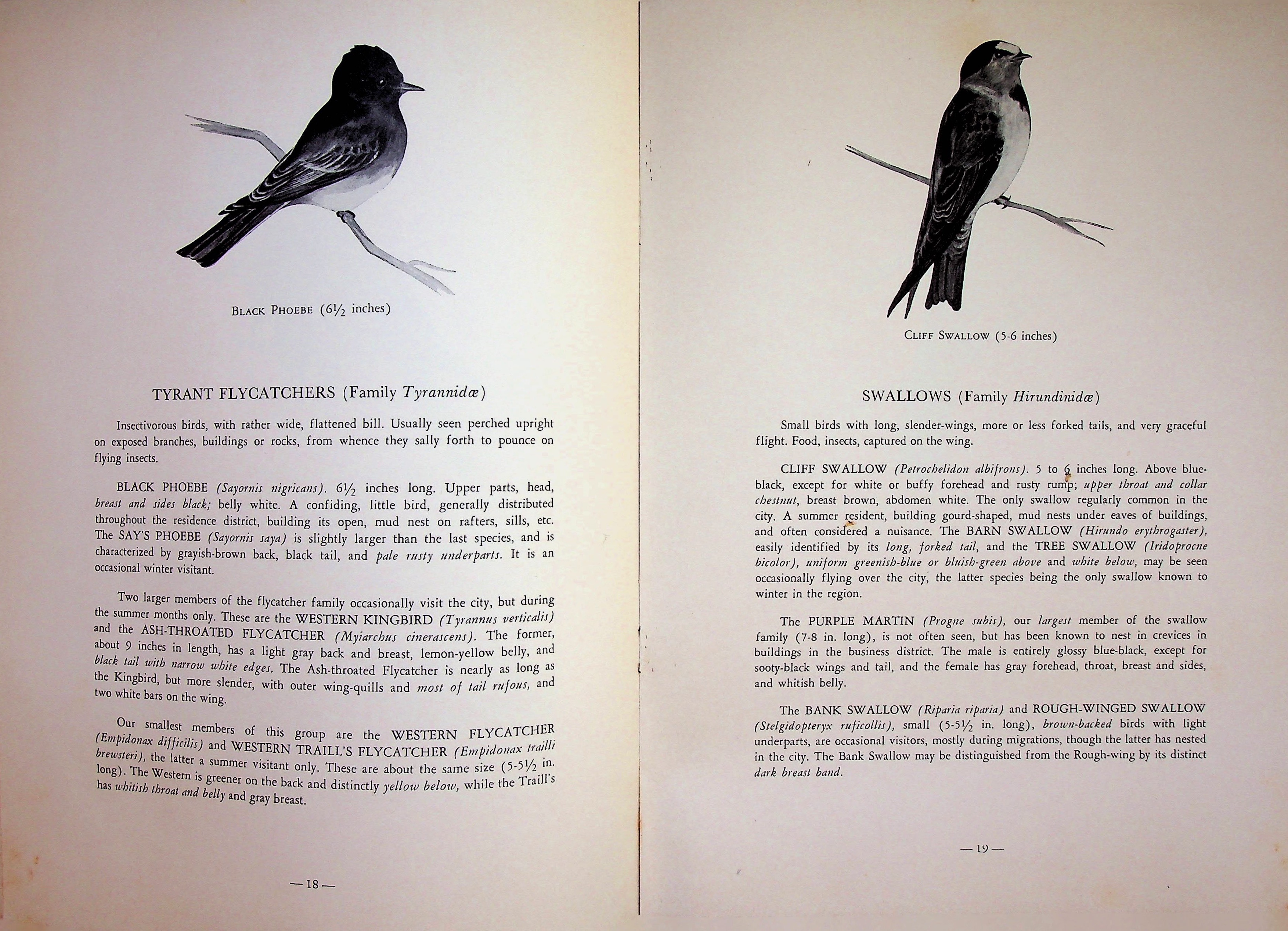 Birds of the Urban Districts of Los Angeles County, image size:3507x2533